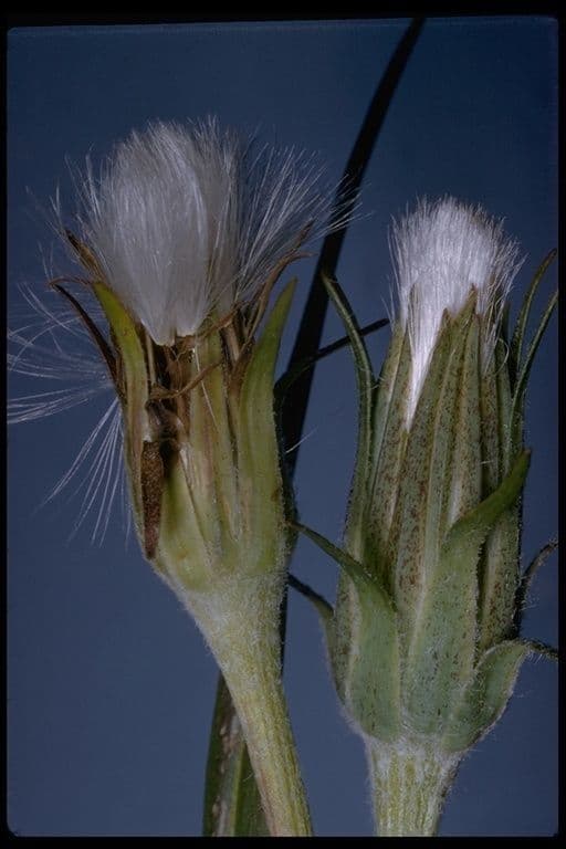 Agoseris glauca