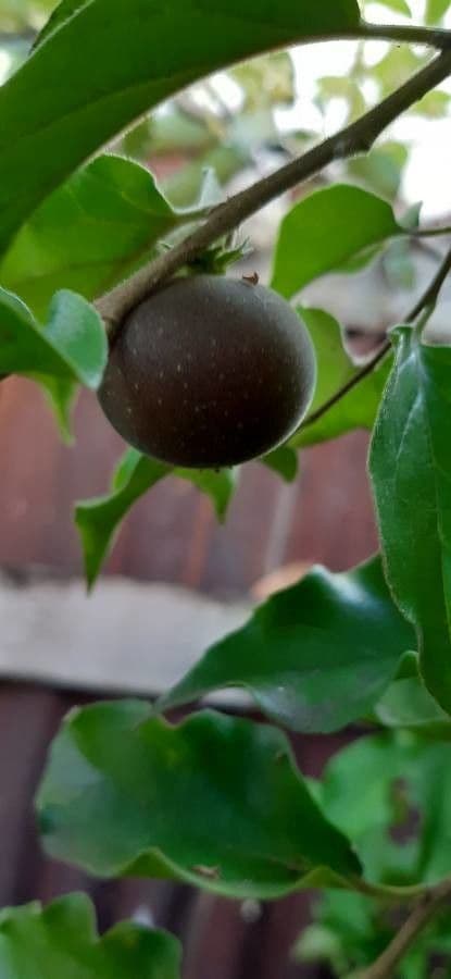 Dovyalis del Ceylon