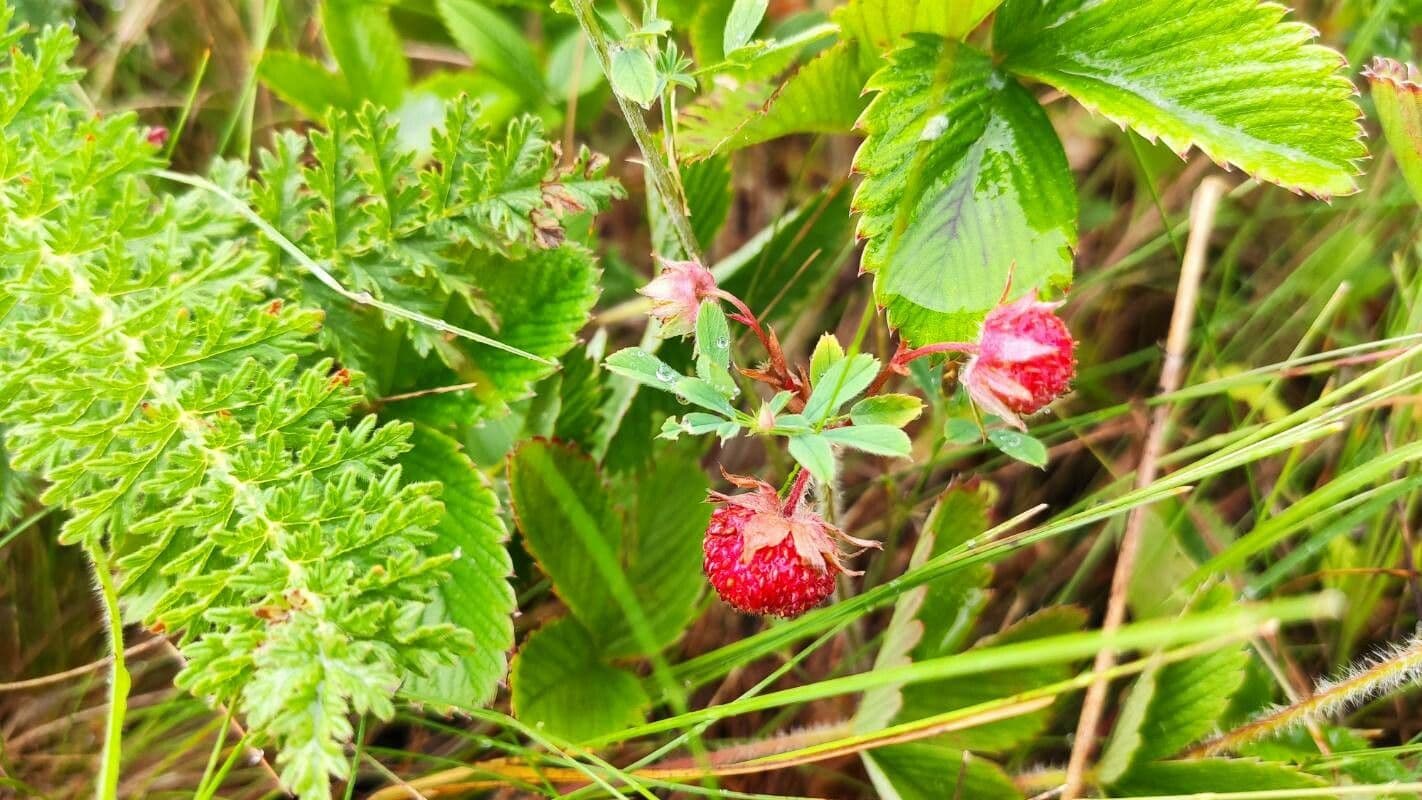 Fraisier vert 4