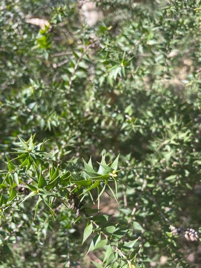 Melaleuca styphelioides 8