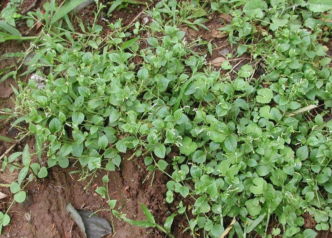 Microtea