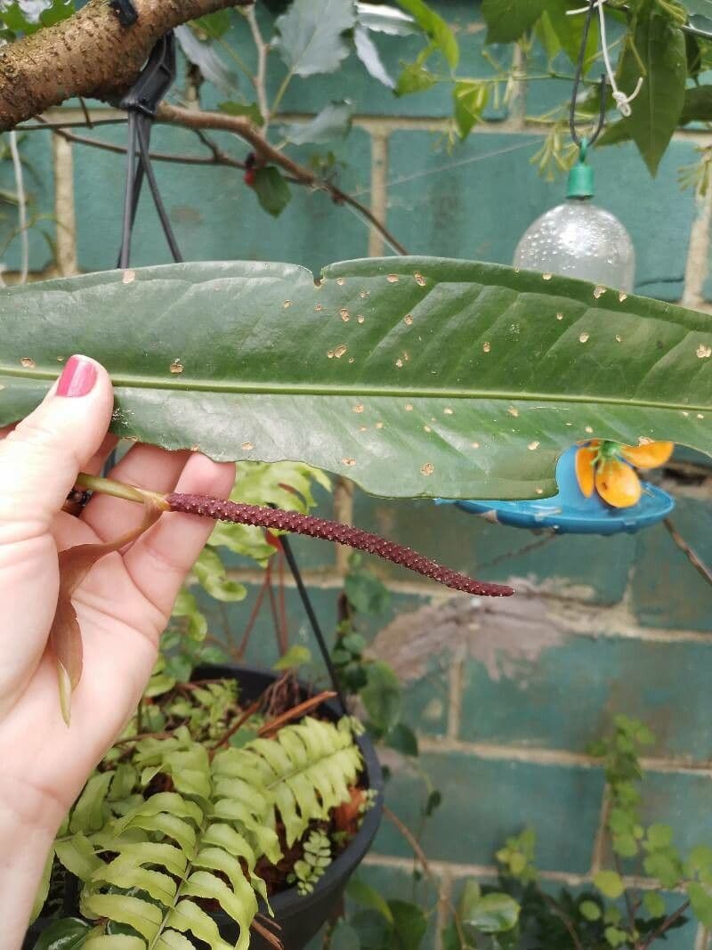 Anthurium 4