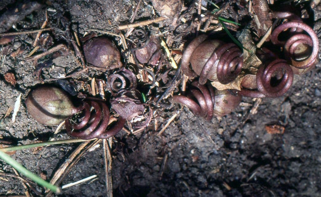 Ciclamino napoletano 4