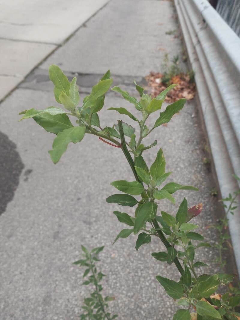 Appio selvatico 17