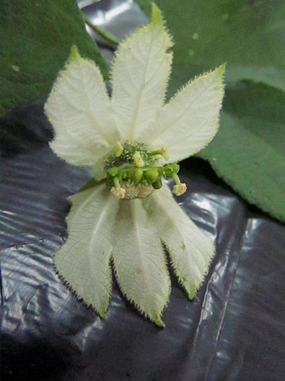 Dalechampia 9