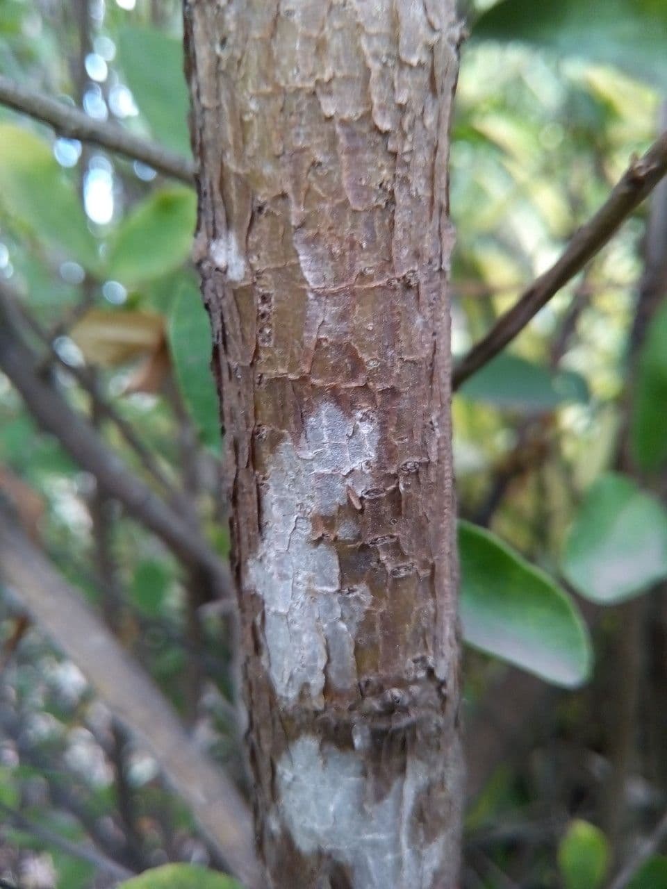 Manaca 24