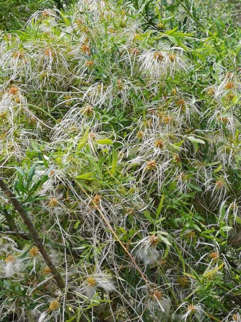 Clematis microphylla