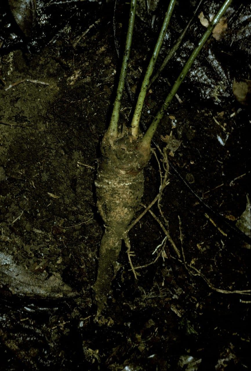 Zamia 6