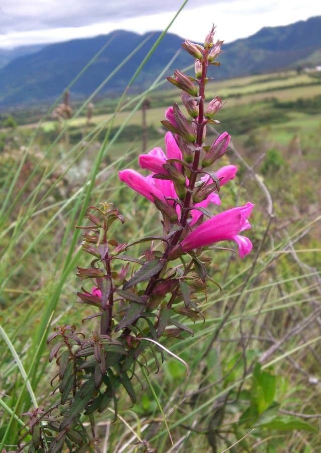 Lamourouxia