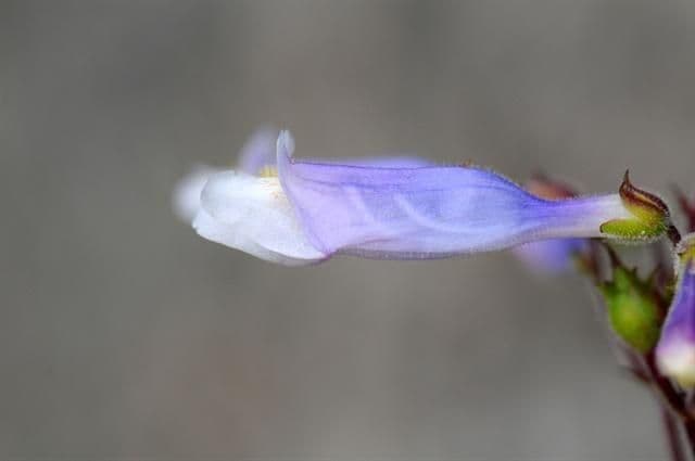 Penstemon di Watson