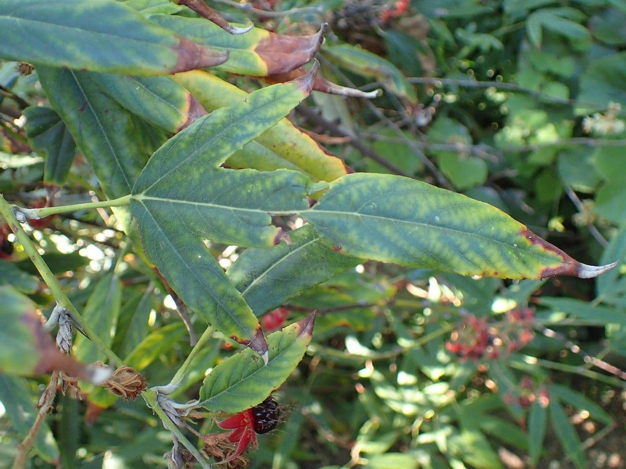 Rovo 8