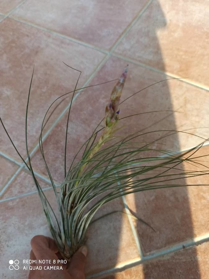 Tillandsia juncea 8