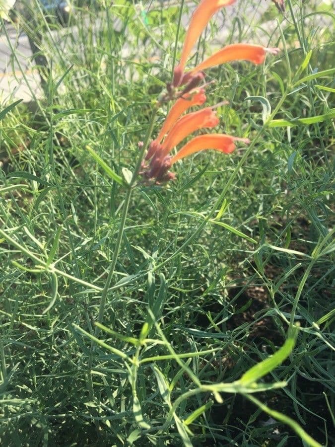Agastache 9