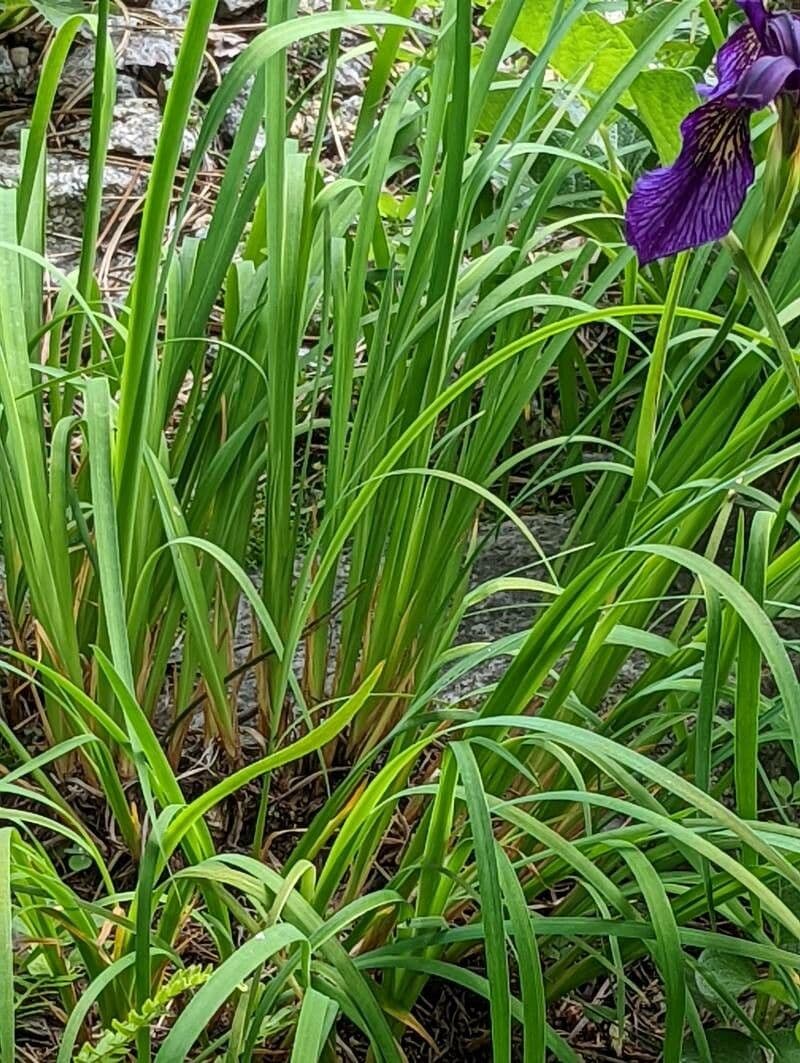 Iris à veines dorées 9