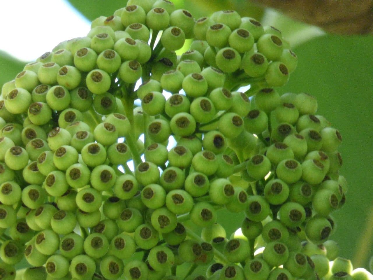 Polyscias