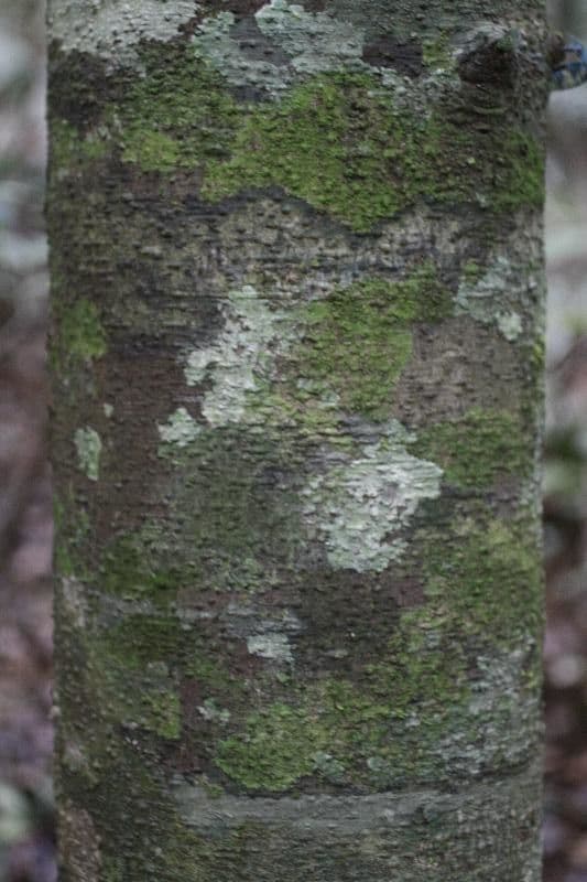Ocotea