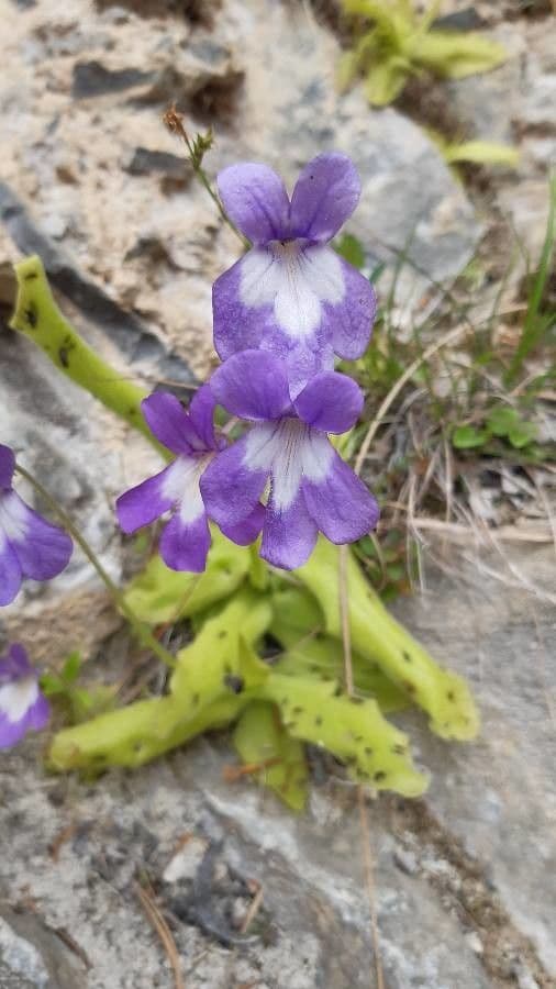 Pinguicula 6