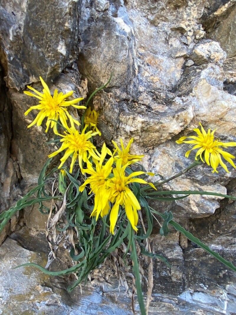 Scorzonera austriaca 14