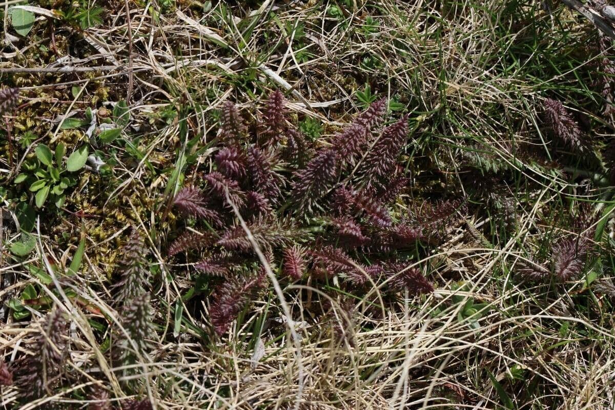 Pedicularis rosea 11