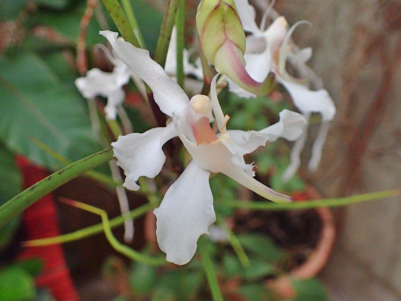 Papilionanthe 4