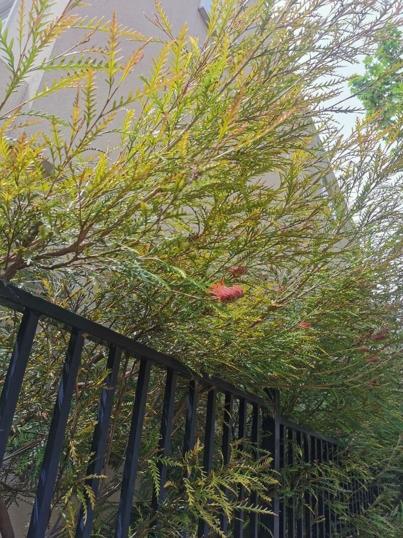 Grevillea 11