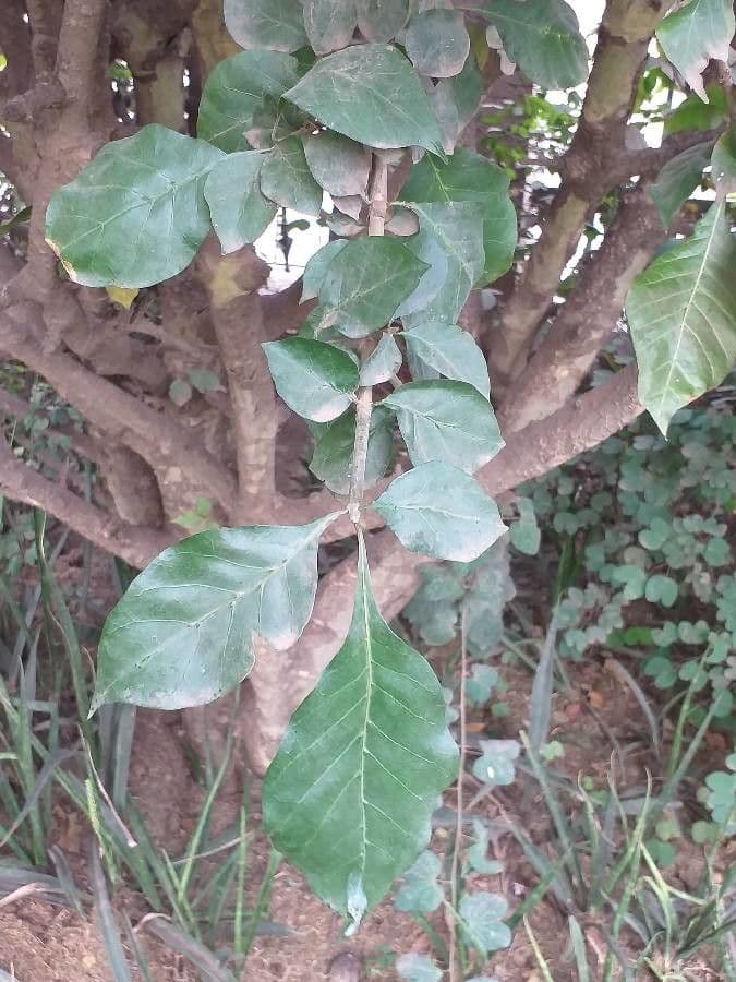 Gardenia ternata 9