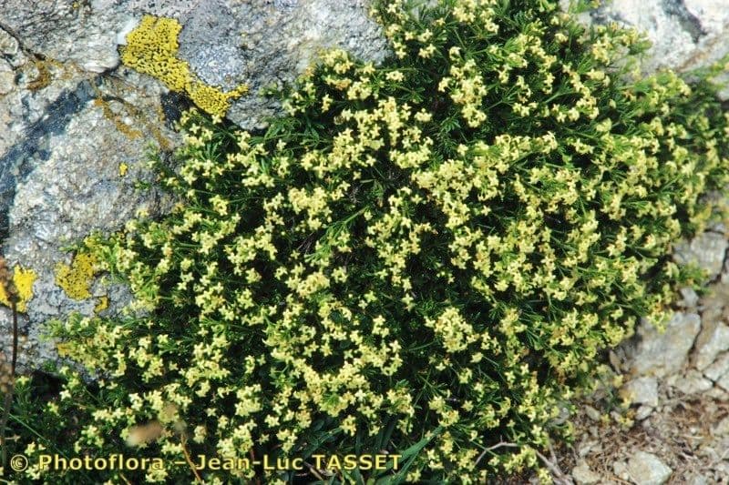 Sväzel 6