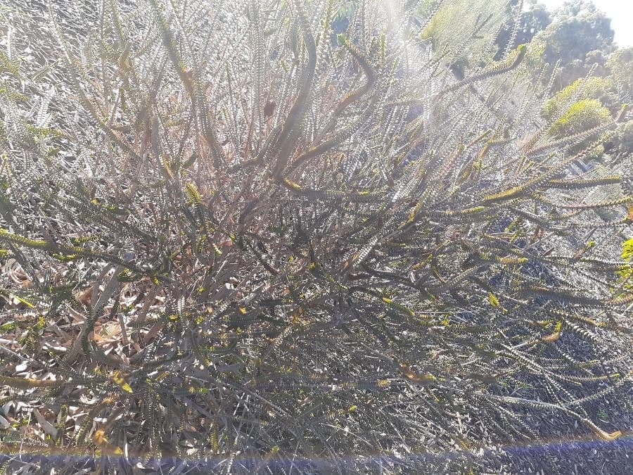 Melaleuca