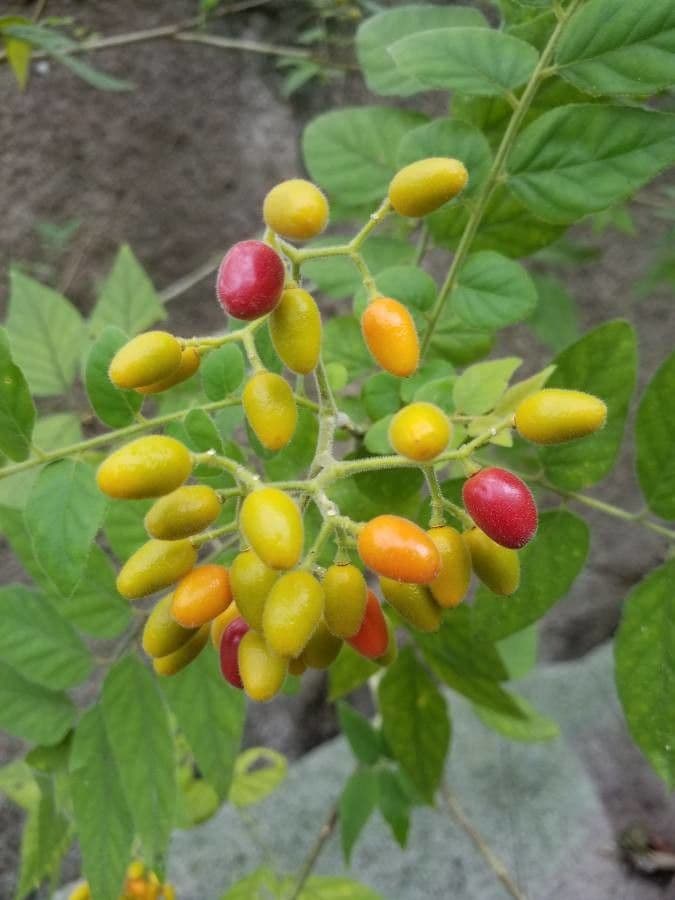 Micromelum 2