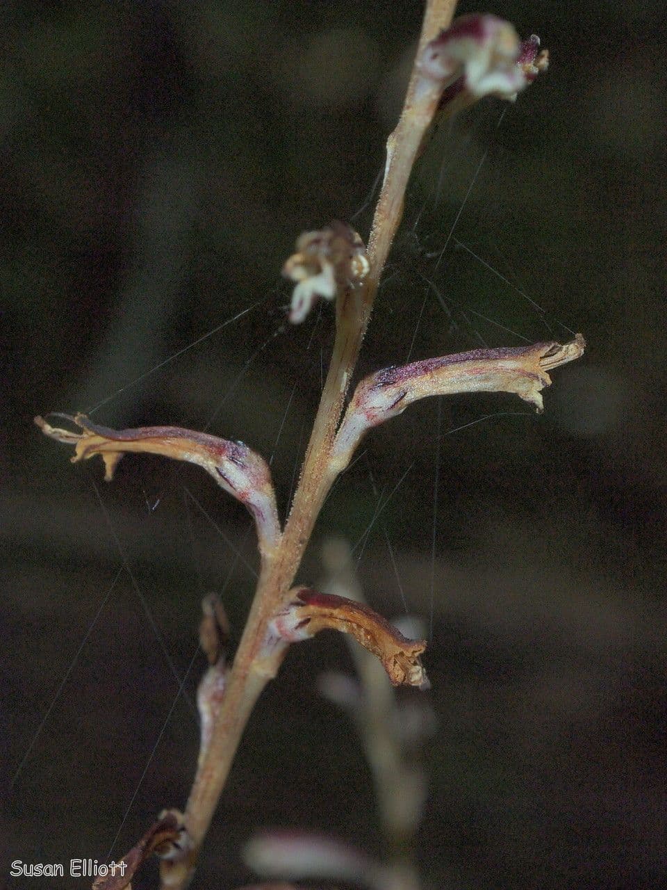 Epifagus virginiana 23