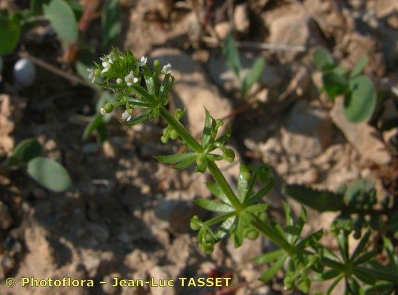 Corn-cleavers 6