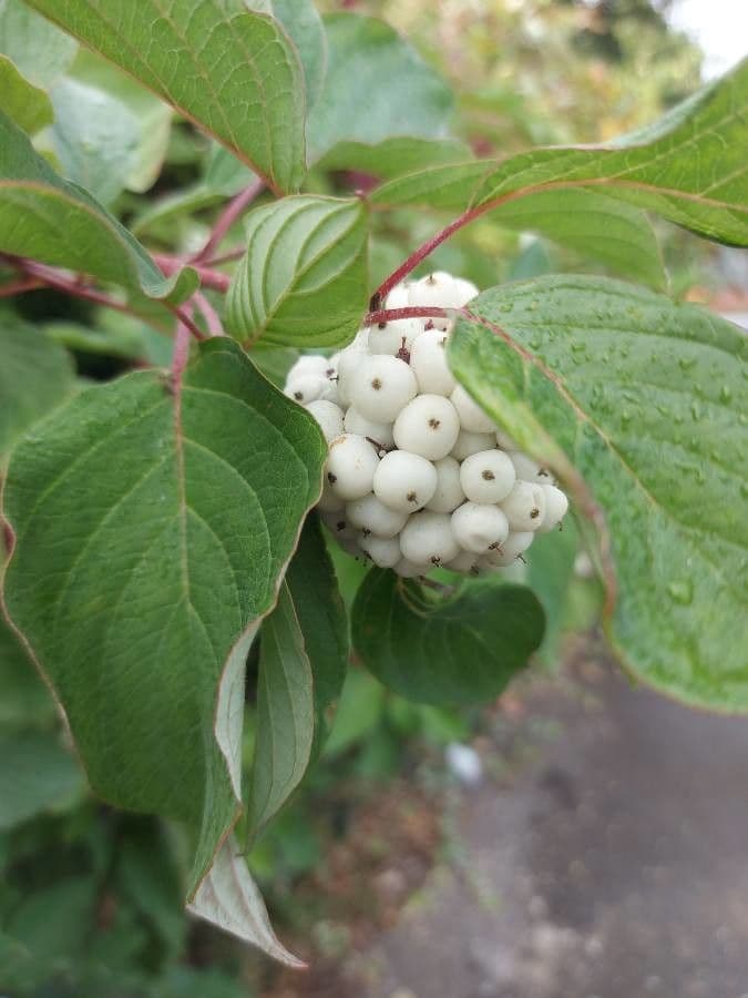 Svída výběžkatá 2