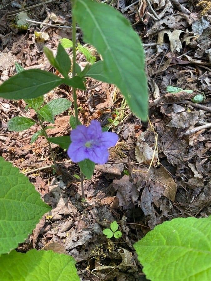 Ruellia 5