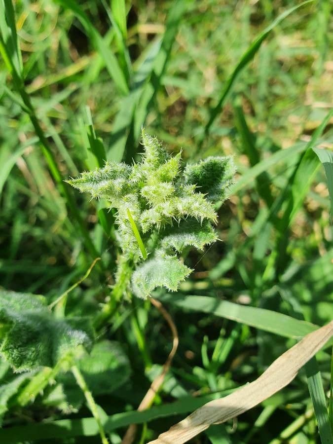 Cetriolo 16