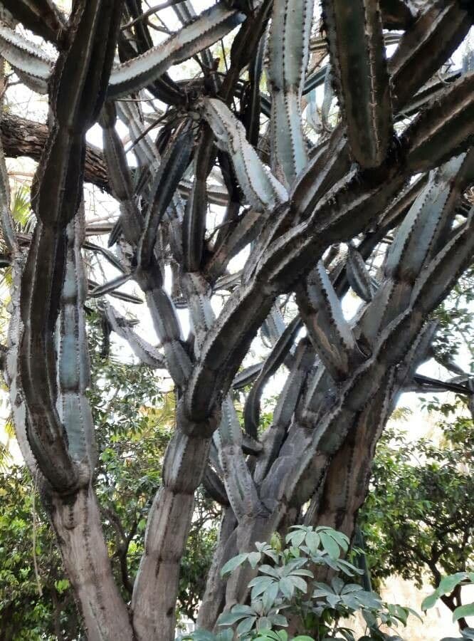 Cereus 13