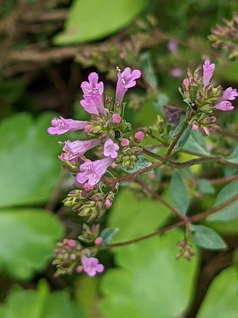 Oregano 3
