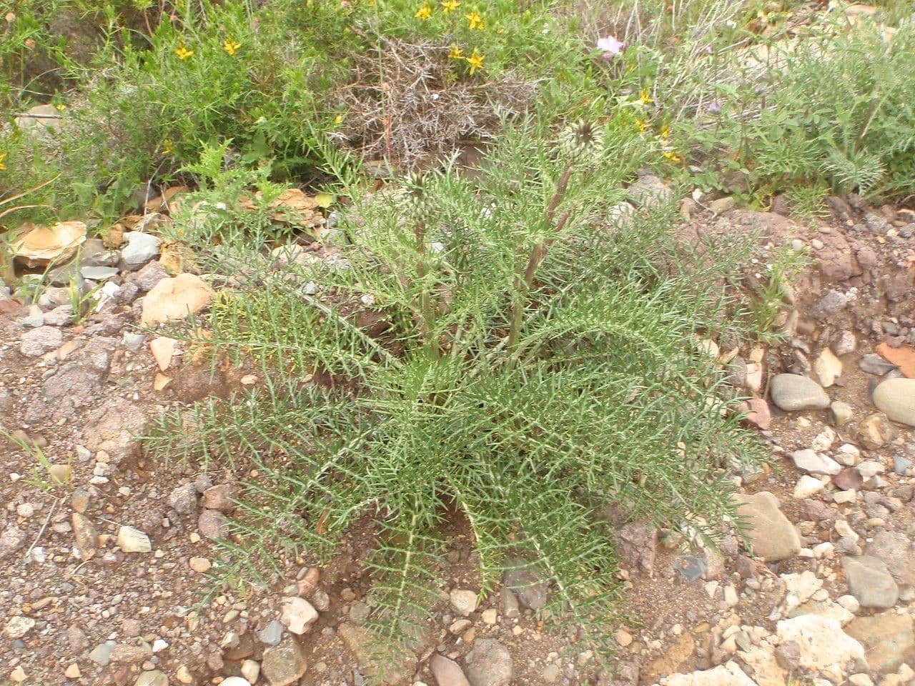 Cynara humilis 13