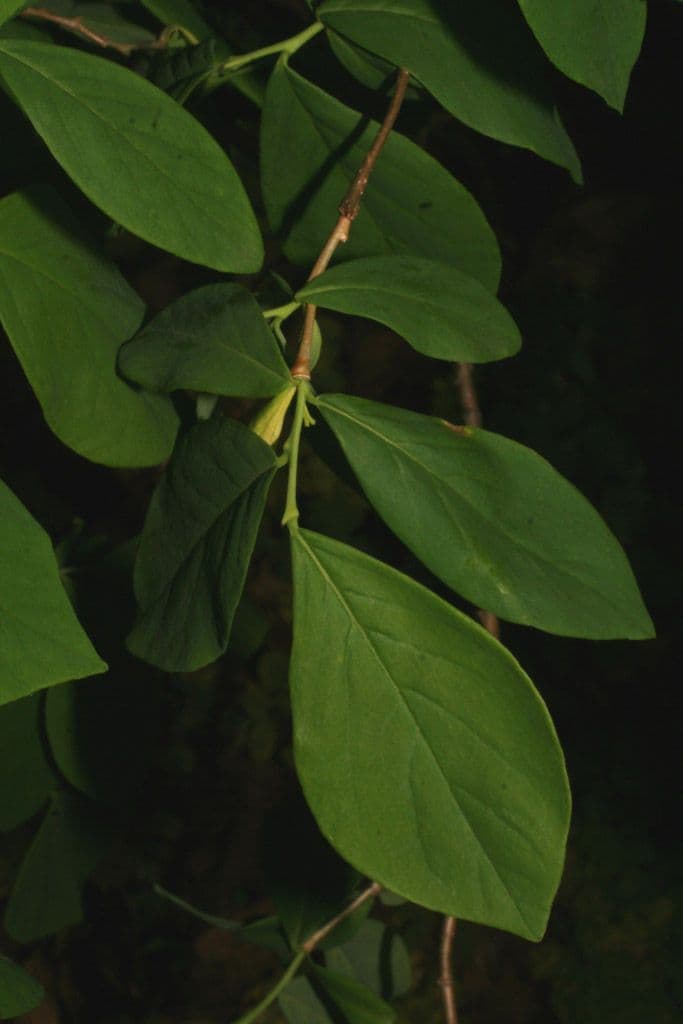 Dirca palustre 14