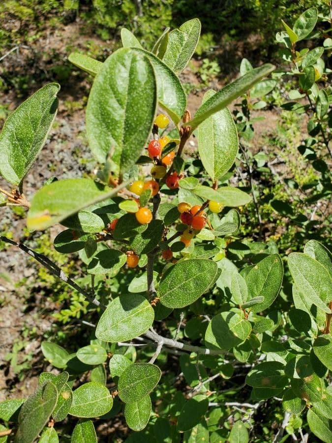 Shepherdia canadensis 3