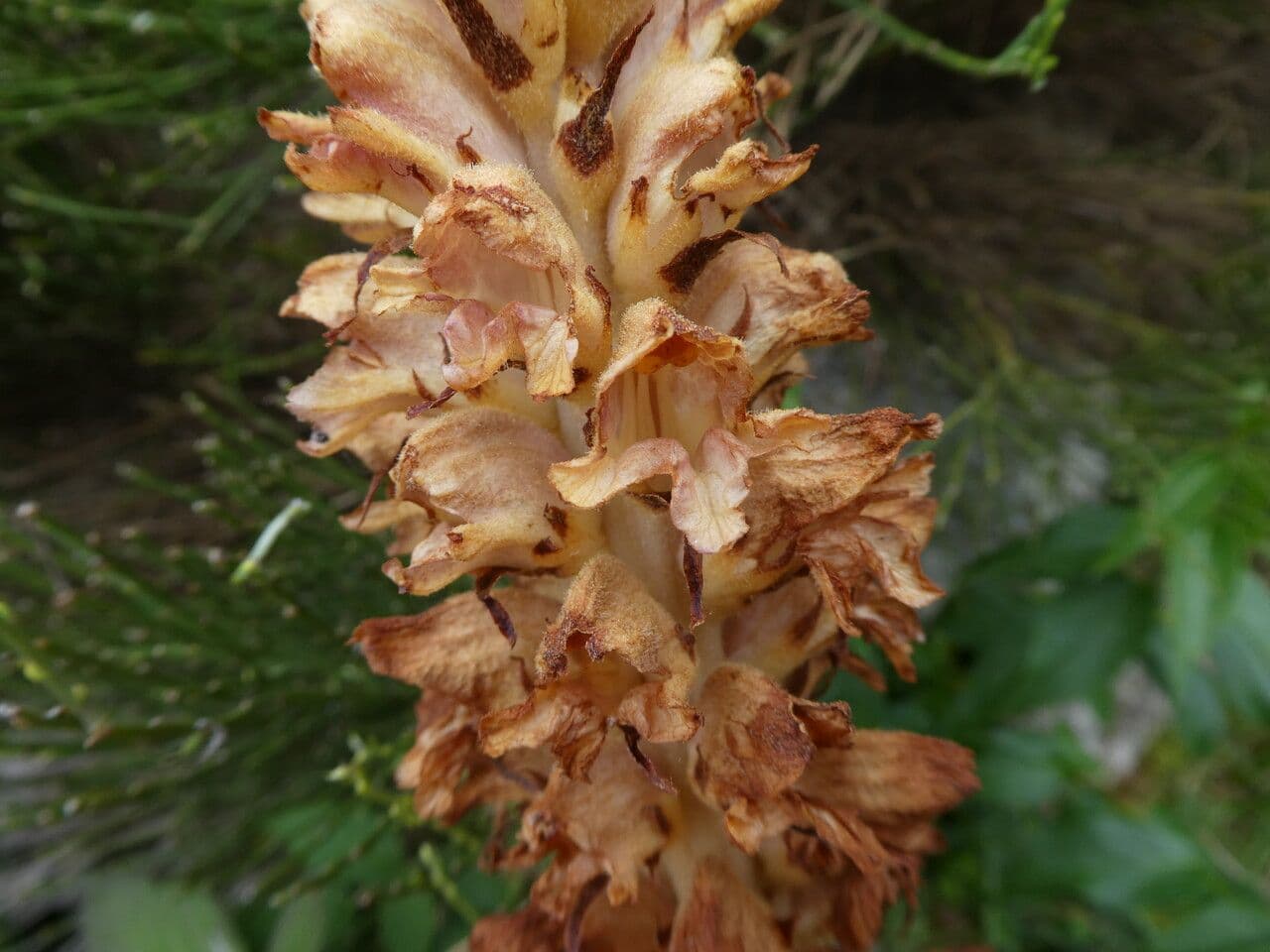 Orobanche del ginestrone 10