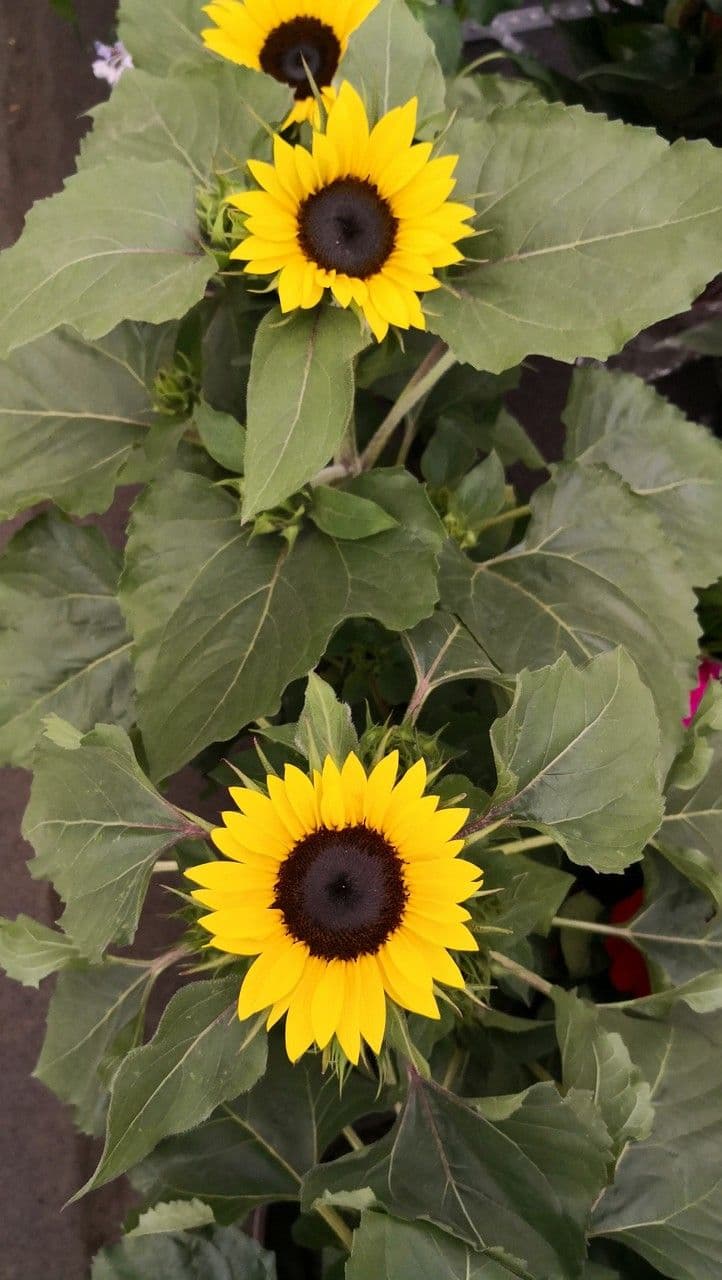 Tournesol géant 8