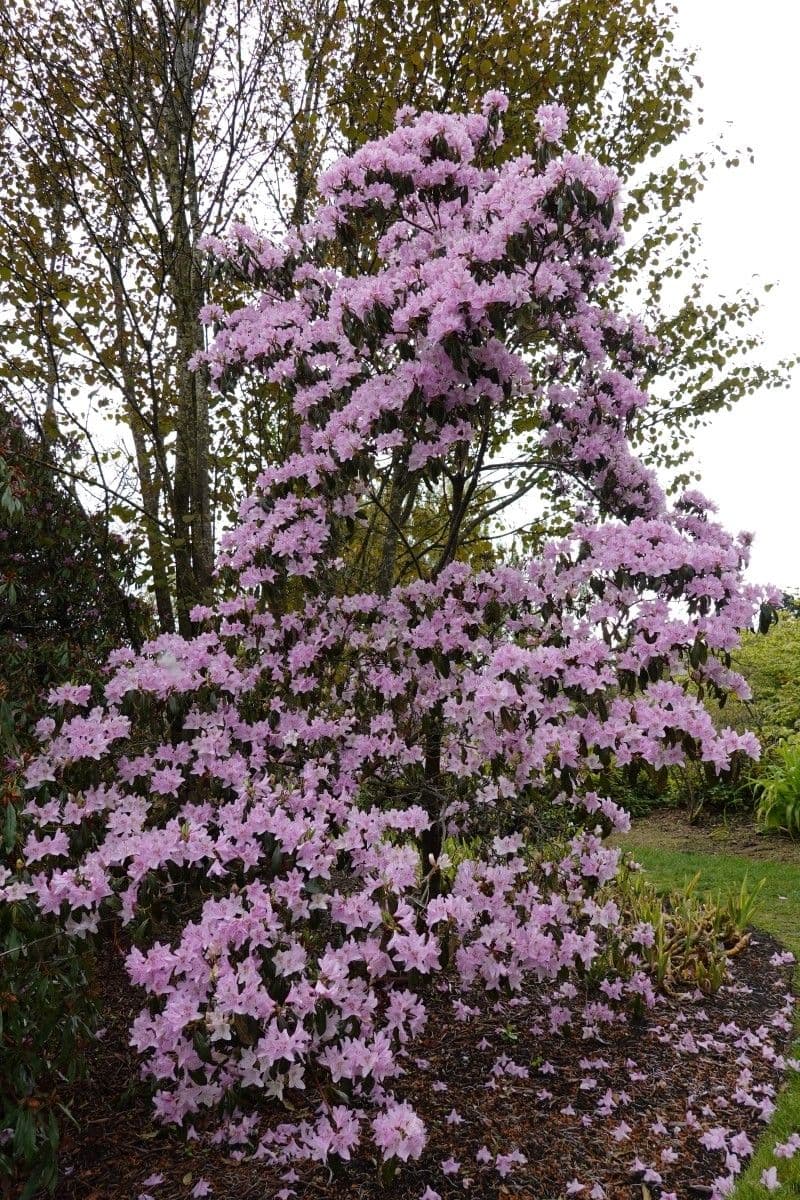Rododendro 10