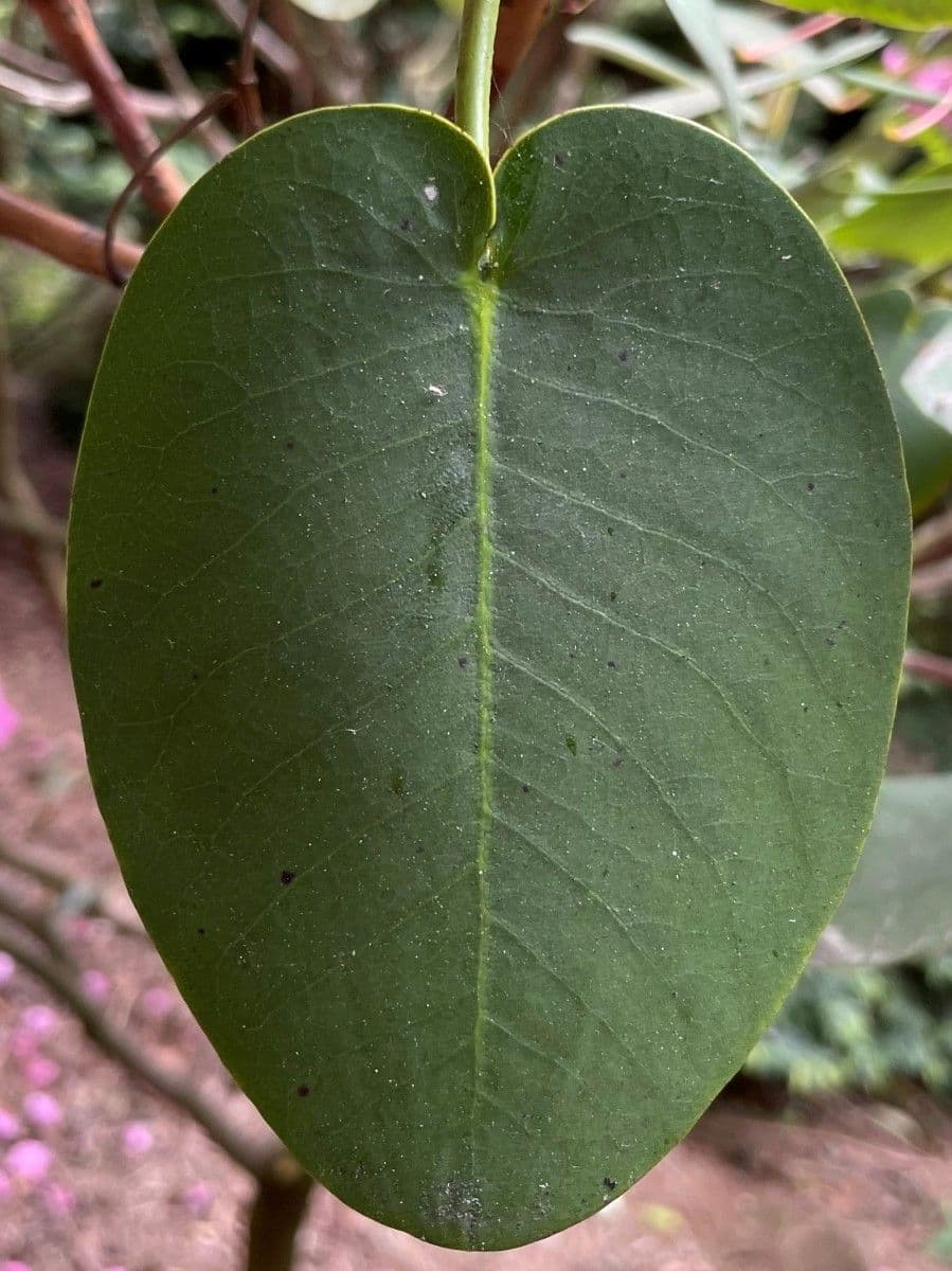 Rododendro 16