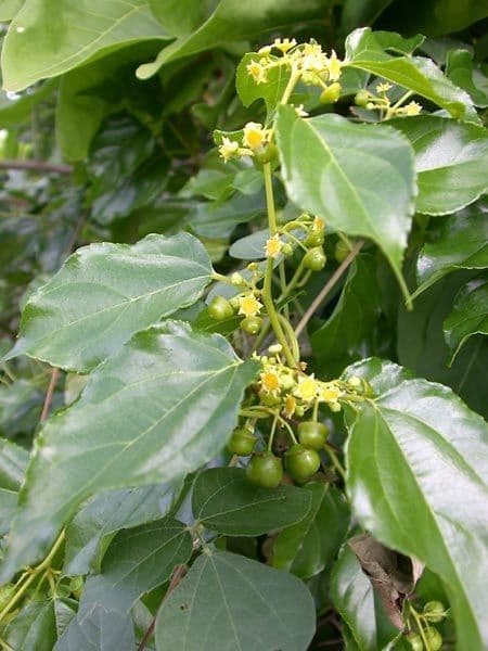 Colubrina 10