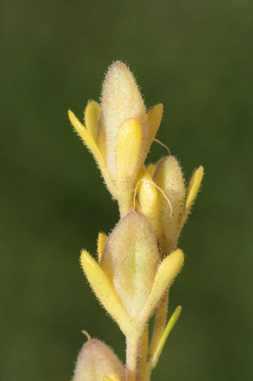 Rock speedwell 5