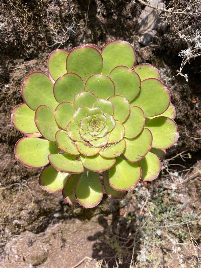 Aeonium 16