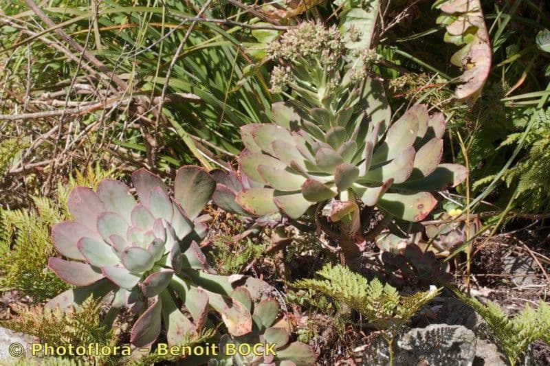 Aeonium 8