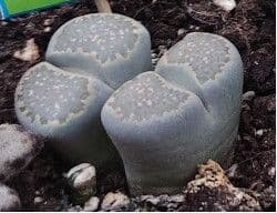 Lithops 4