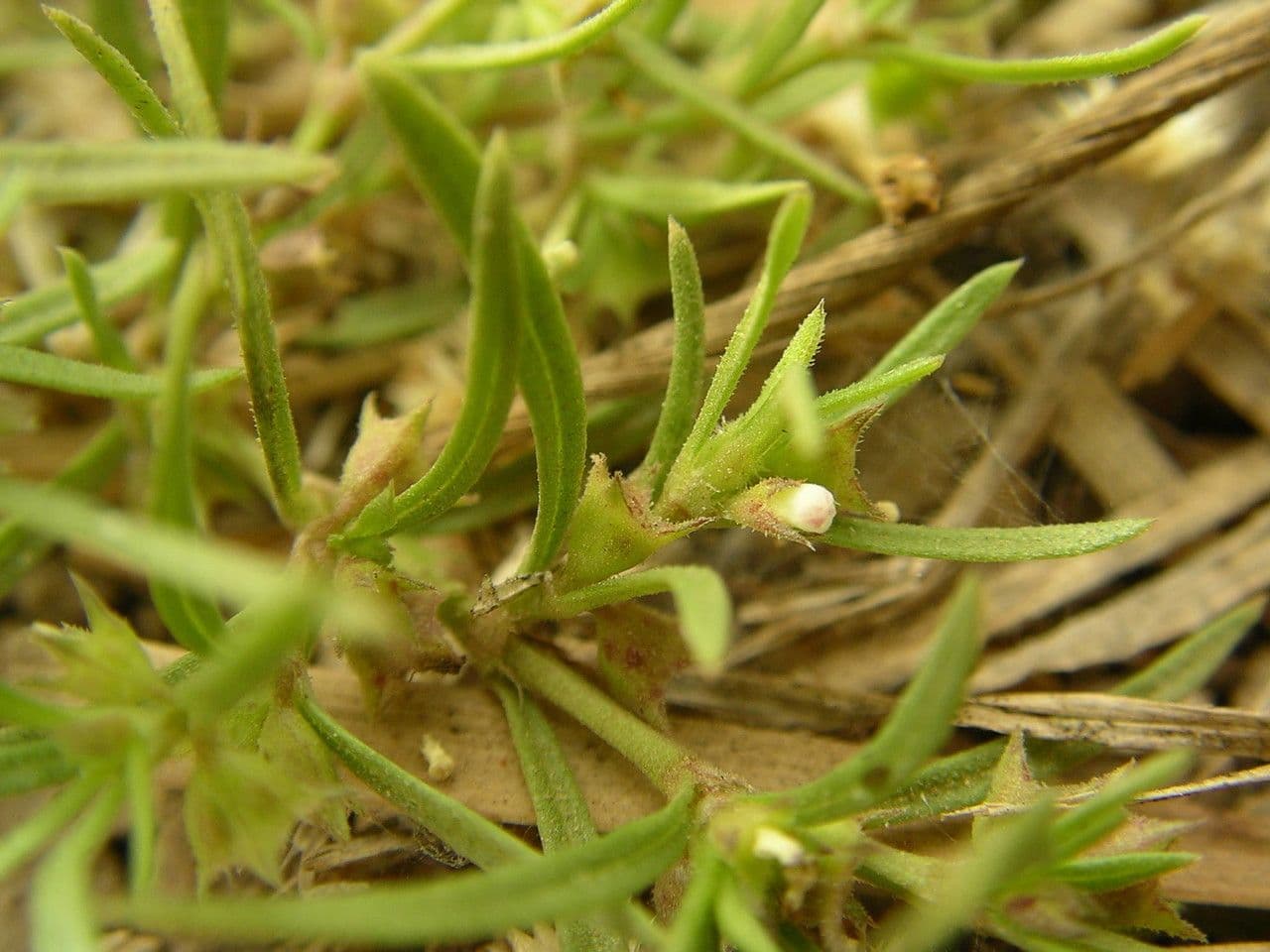 Oldenlandia 13