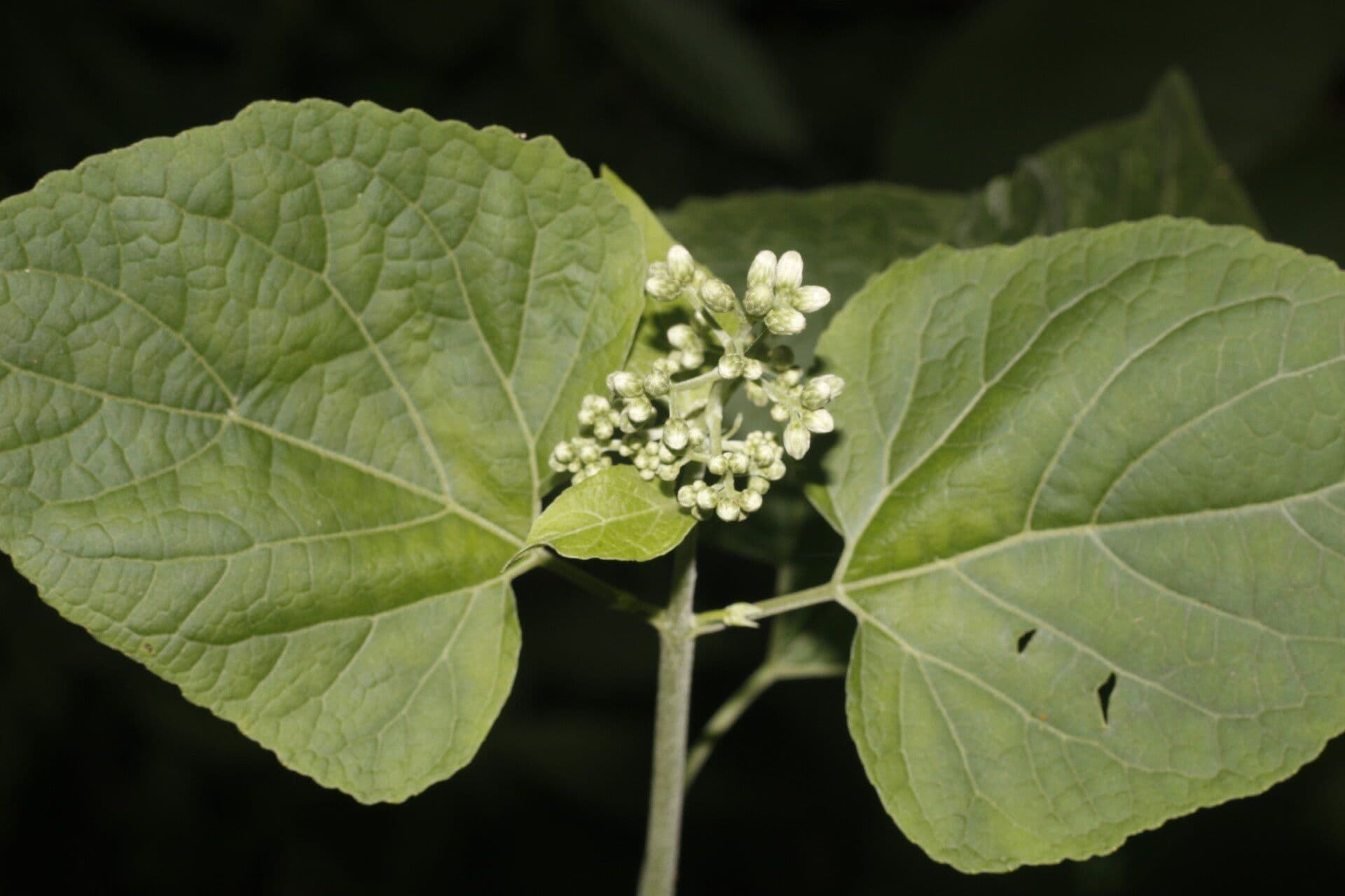 Hebeclinium 5